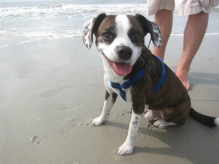 Libbey Z-Stem Martini 9oz Glassware (Set Of 4) Libbey Glassware 2 Libbey Z-Stem Martini 9oz Glassware (Set Of 4) Libbey Glassware